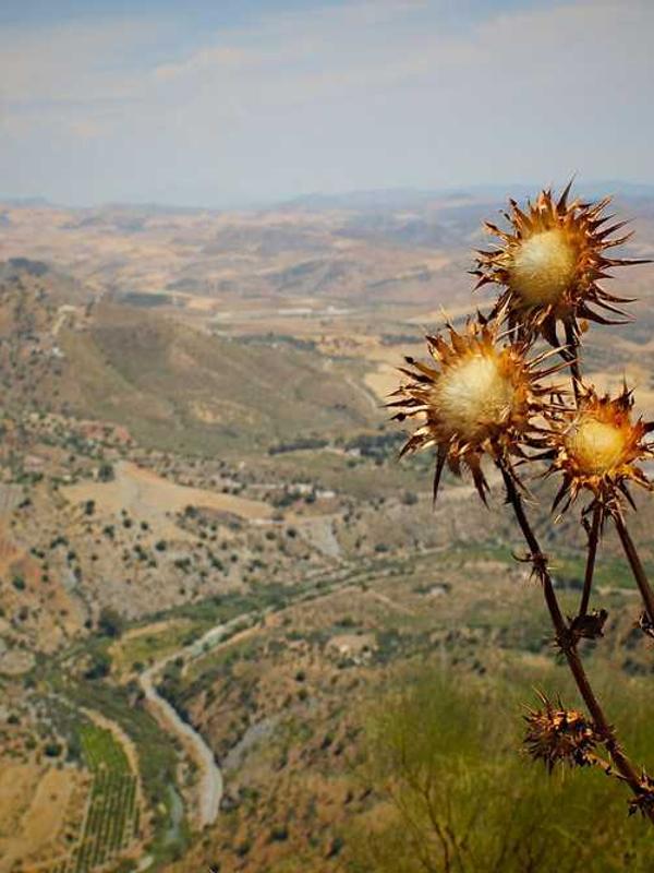 Juice Simple Product 2