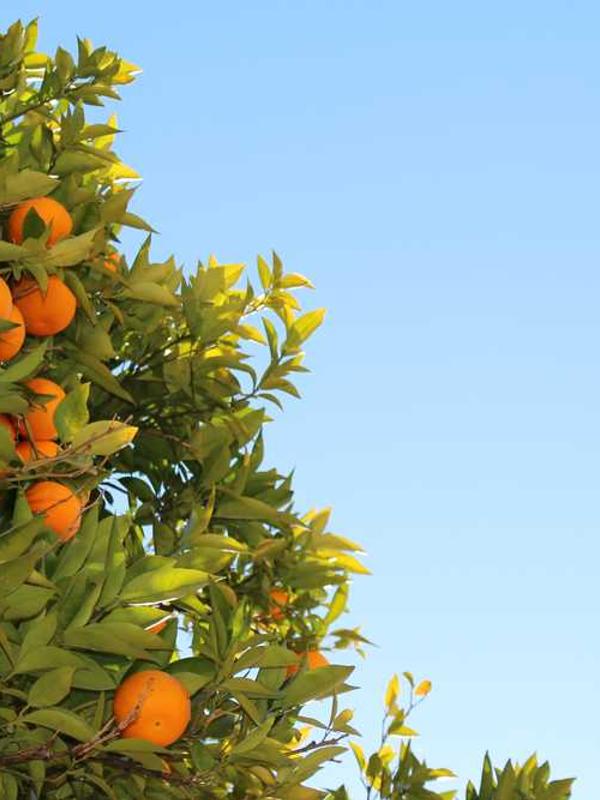 Juice Variable Product 1