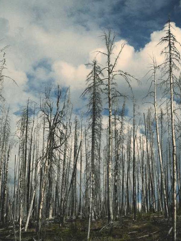 Juice Simple Product 1